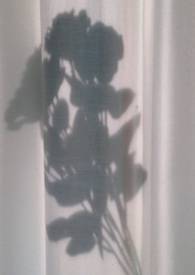 纪录片郁金香效应